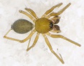 Mansuphantes-mansuetus Schmieden 09-03 01.jpg