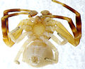 ventral