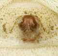 Erraticus BFrankenh 07-07 01-Epigyne.jpg