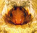 Epigyne