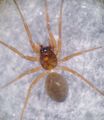 Notioscopus sarcinatus 6 1024.jpg