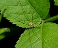 Rilaena triangularis M 01.JPG