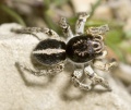 Männchen dorsal