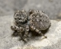 Weibchen