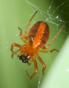 Hypsosinga heri Fam. Araneidae