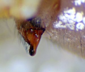 Pityohyphantes phrygianus epi lat-25.05.10-03-1.jpg