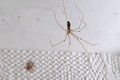Mutterspinne neben dem Kokon