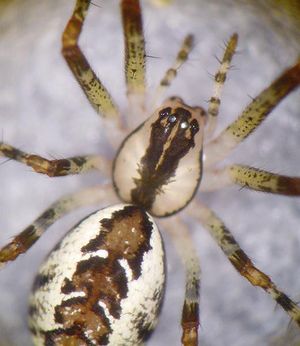 Pityohyphantes phrygianus 6 1024.jpg