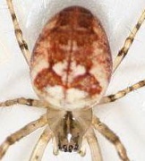 Metellina mengei oder Metellina segmentata Fam. Araneidae