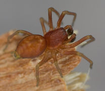Nigma flavescens (m) Fam. Dictynidae