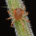 Anystis sp.