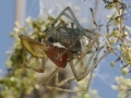 Cheiracanthium punctorium (3).jpg