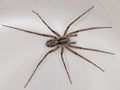 Acantholycosa norvegica m do Hol Geröll 1020m PFuruseth.JPG