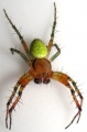 Araniella cucurbitina m 2.jpg