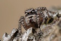 Weibchen frontal