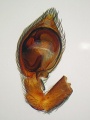 Pedipalpus, ventral