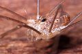 Rilaena triangularis m2.JPG