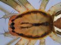 Prosoma