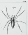 LebertAgalenaFigure.JPG