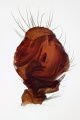linker Pedipalpus ventral