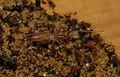 Männchen