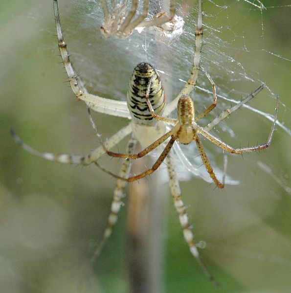 Datei:Argiope bruennichi fm-800.jpg