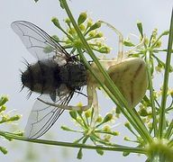 Thomisus onustus Fam. Thomisidae