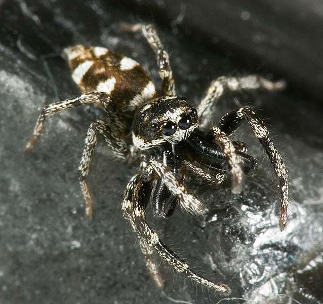Datei:Salticus scenicus M 7-1387.jpg