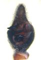 Pedipalpus