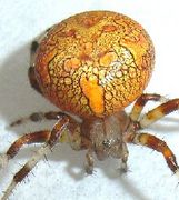 Araneus marmoreus Fam. Araneidae