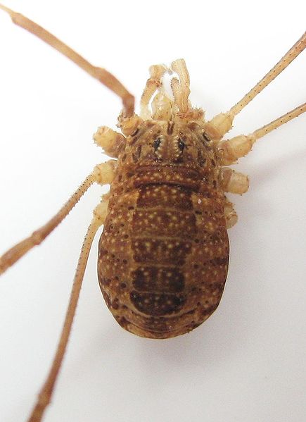 Datei:Rilaena triangularis 1.jpg