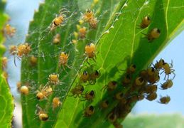 Araneus diadematus (Gartenkreuzspinne, Spiderlinge) Fam. Araneidae