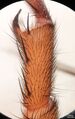 Brachythele langourovi male Bulgaria tibia.jpg