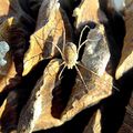 Rilaena triangularis 2.JPG
