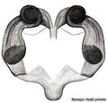 Vulva (dorsal)