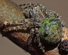 Gibbaranea gibbosa Fam. Araneidae