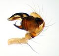 Pedipalpus
