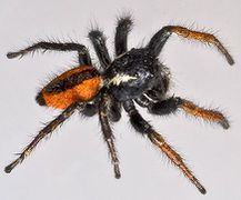 Philaeus chrysops (m) Fam. Salticidae
