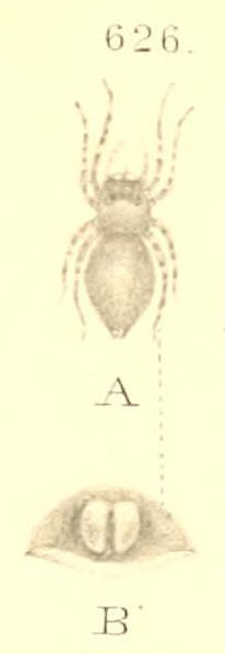 Datei:BoesenbergExiguusFigure.jpg