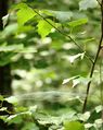 Netz von Neriene emphana