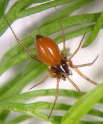 Ostearius melanopygius (f) Fam. Linyphiidae