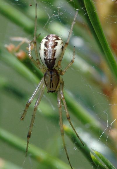 Linyphia triangularis f.jpg
