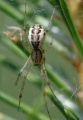 Linyphia triangularis f.jpg