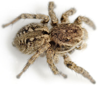 V-insignitus Ettersberg 08-05 01.jpg