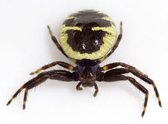Synema globosum Fam. Thomisidae