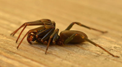 Dasumia carpatica2.jpg