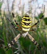 Argiope bruennichi Fam. Araneidae