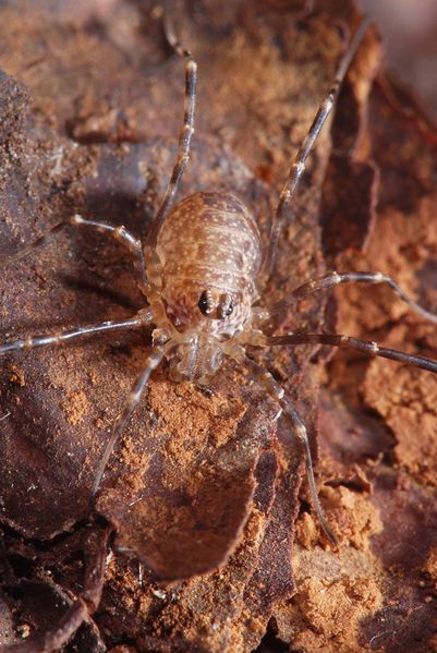 Datei:Rilaena triangularis juv4.JPG