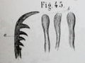 LebertAeluropsFigure45.JPG