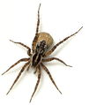 Var. herbigrada